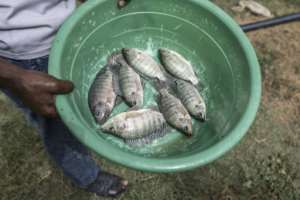 Nile tilapia, which are introduced into paddies to fertilise the fields, can be caught and eaten afterwards.  By PATRICK MEINHARDT (AFP)