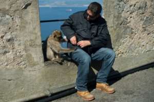 No monkeying around: Tourists in Gibraltar have been banned from touching the enclaves famous Barbary macaques.  By JORGE GUERRERO (AFP/File)