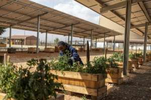 One of the green projects under way combines raising fish alongside vegetable patches supported by solar panels.  By PAUL BOTES (AFP)