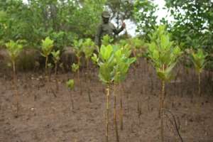 One tree at a time, local villagers are bringing the estuary back to life.  By Simon MAINA (AFP)