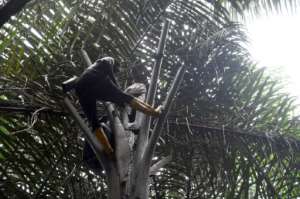 Ovwiroro attaches a container to a cut in the tree trunk to collect the sap, which is sweet and non-alcoholic in its unfermented state.  By Pius Utomi EKPEI (AFP)