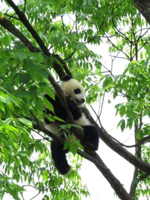 Pandas status improved from endangered to vulnerable due to intensive conservation efforts by China