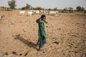 Pastoralists move with their cattle from north to south across Louga as pasture dries up.  By JOHN WESSELS (AFP)
