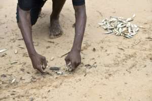 Protecting mangroves is 1,000 times cheaper per kilometre than building seawalls against ocean rises, according to the UN Environment Programme.  By Simon MAINA (AFP)