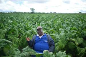 Read Sola is one of more than 300 farmers now growing tobacco in Zimbabwes southern Matabeleland region, historically not tobacco country.  By Zinyange Auntony (AFP)