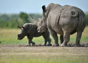 Rhinoceros and elephants are seen as the charismatic species that draw attention to the problem of poaching but are also the animals most targeted by poachers
