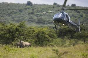 Rhinos are darted from a helicopter but often run for cover.  By Tony KARUMBA (AFP)
