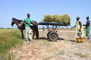 Rice production needs more investment for modernisation in Senegal.  By SEYLLOU (AFP)