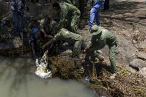 Rising waters have brought crocodiles to peoples homes.  By Tony KARUMBA (AFP)