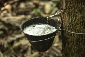 Rubber latex is bled from a tree at a rubber farm in Grand Bassa County.  By MATTHEW JACOBS (AFP)