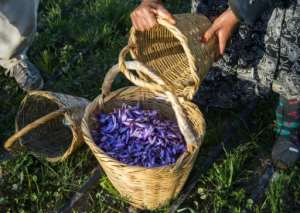 Saffron farmers in southern Morocco are proud of their protected designation of origin label, guaranteeing a products origin and uniqueness.  By FADEL SENNA (AFP)