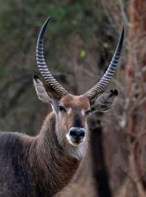 Sandwiched between the vast grasslands of the Sahel and the forests of the Ethiopian highlands, the park boasts a variety of habitats that have made it a haven for wildlife.  By ABDULMONAM EASSA (AFP)
