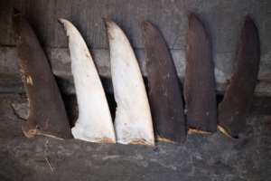 Shark fins are seen drying along a street in Hong Kongs Sheung Wan area, in November 2021.  By Bertha WANG (AFP/File)
