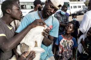 Slaughtering flashy rams for Tabaski has become a marker of status in Senegal, creating pressure to buy a good-looking sheep.  By JOHN WESSELS (AFP)