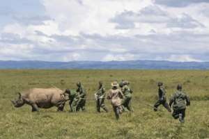 Some 20 rhinos have been moved to Segera to bolster their reproduction chances.  By Tony KARUMBA (AFP)