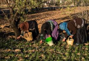 Some of Moroccos saffron farmers are worried about knockoff versions of the spice impacting on their business.  By FADEL SENNA (AFP)