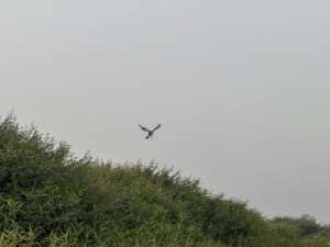 Some species like big migratory birds no longer stop in this area as they used to.  By Suzanne Lassen (AFP)