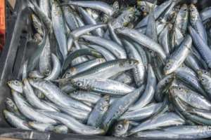 South Africas sardine stocks are already low.  By RAJESH JANTILAL (AFP/File)