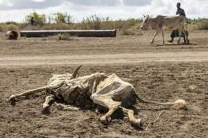 Starved animal carcasses litter the landscape.  By SIMON MAINA (AFP)