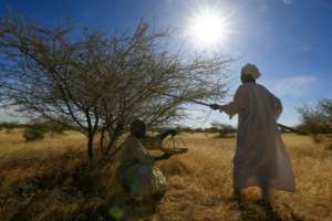Sudanese men harvesting gum arabic sap in North Kordofan province.  By ASHRAF SHAZLY (AFP)