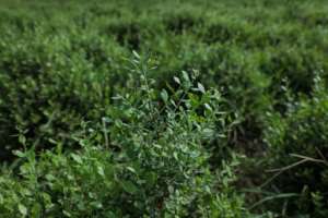 Sudans conflict between the army and the paramilitary Rapid Support Forces has crippled agriculture across the country.  By - (AFP)