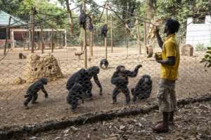 Tacugama is home to the critically endangered Western chimpanzee, which is threatened by habitat loss and poaching for bushmeat.  By PATRICK MEINHARDT (AFP)