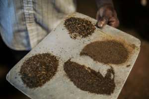 Tea time: Different grades of tea produced by the JTN plantation. By ALEXIS HUGUET (AFP/File)