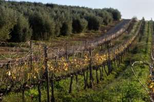 Thanks to a growing demand for olive oil, the estate, which originally specialised in wine, now has oil as its flagship.  By RODGER BOSCH (AFP)