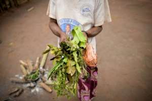 The Aka still turn to traditional, plant-based remedies.  By Barbara DEBOUT (AFP)
