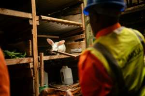The biogas, which has been made by Umoja in Goma for 10 years, is produced by the decomposition of organic matter. By Jospin Mwisha (AFP)