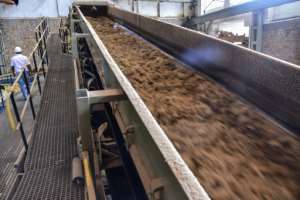 The cane stalks are crushed to extract juice for sugar. They are then soaked to extract the last juice. Finally, the stalks are fed into a thermal power station.  By Beekash ROOPUN (LA SENTINELLE/AFP)