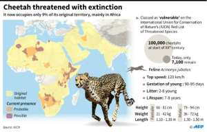 The cheetah threatened with extinction