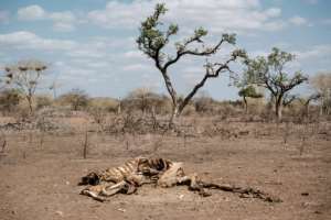 The drought devastating the Horn of Africa is the worst in four decades.  By Yasuyoshi CHIBA (AFP/File)