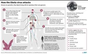 The Ebola virus is highly contagious and has an average fatality rate of around 50 percent.  By  (AFP/File)