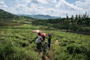 The far horizon: Reviving the tea plantation would create jobs, helping to address the region's chronic security problems. By ALEXIS HUGUET (AFP)