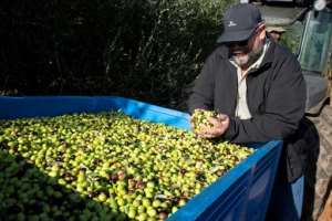 The first South African olives were grown in the early 20th century by an Italian immigrant, Fernando Costa, says SA Olive.  By RODGER BOSCH (AFP)