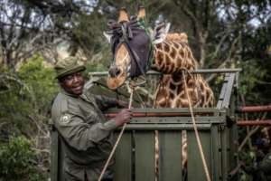 The giraffes are blindfolded before their transfer.  By LUIS TATO (AFP)