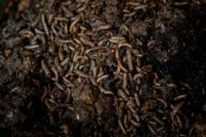 The larvaes powerful stomach enzymes turn food waste into fertiliser.  By BADRU KATUMBA (AFP)