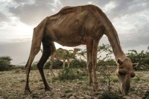The livestock industry is the main contributer to economic growth in Somalia.  By EDUARDO SOTERAS (AFP)