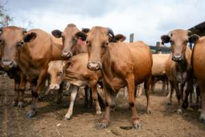 The NDama breed is favoured for its resistance to trypanosomiasis, a disease transmitted by the tsetse fly.  By Nao Mukadi (AFP)