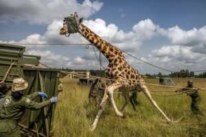 The operation to subdue the animals takes place on a Rift Valley farm.  By LUIS TATO (AFP)