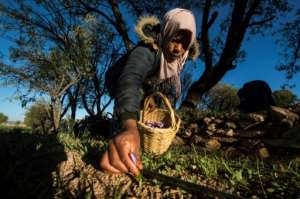 The purple-petalled Crocus sativus, from which saffron is produced, requires hot summers and cold, wet winters and can only be harvested during a month-long window from mid-October.  By FADEL SENNA (AFP)