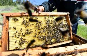 The SmartBee app offers more than an early warning system: the data it collects also tells beekeepers about the health and productivity of each hive.  By FETHI BELAID (AFP)