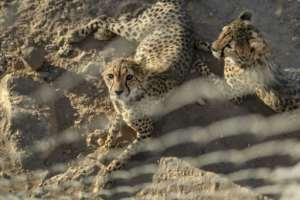 The species is headed for virtual extinction, the Global Initiative Against Transnational Crime has warned.  By Tony KARUMBA (AFP)