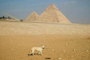 The stray dogs, a local breed, are known for their resilience, intelligence and ability to survive in Egypts harsh climate.  By Khaled DESOUKI (AFP)