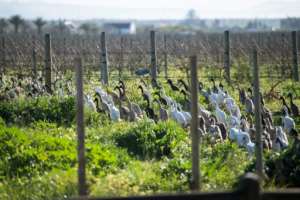 The use of the ducks to control pests and enrich irrigation water is catching on.  By RODGER BOSCH (AFP)