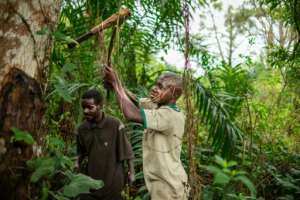 Their hunter-gatherer culture is threatened by the gradual disappearance of the forest ecosystem that has been their home.  By Barbara DEBOUT (AFP)