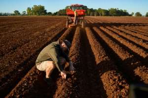 There have been efforts to rebuild Zimbabwes once-flourishing agriculture sector cut down by the land reform.  By Zinyange Auntony (AFP/File)