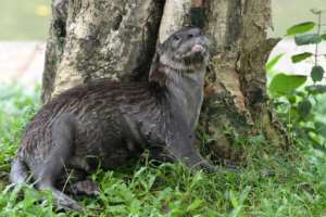 This is my park: Singapores adored otters have been reclaiming unexpected places during the city-states lockdown.  By Roslan RAHMAN (AFP)