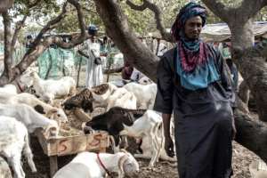 Traders from neighbouring Mali and Mauritania have come to Senegal ahead of Tabaski.  By JOHN WESSELS (AFP)